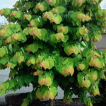 Cercis canadensis The Rising Sun JN2 PP21451 The Rising Sun Redbud