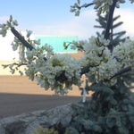Cercis canadensis Vanilla Twist PP22744 Vanilla Twist Redbud
