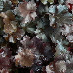 Heuchera x Black Beauty PP13288, COPF Coral Bells