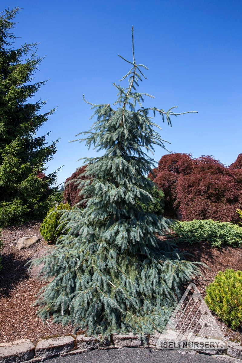 Picea engelmannii Bush's Lace Bush's Lace Englemann Spruce