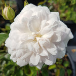 Rosa Vigorosa Innocencia KORstarnow Innocencia Rose