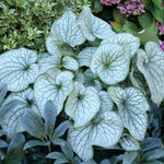 Brunnera macrophylla Alexander's Great PP25789, COPF Alexander's Great Siberian Bugloss