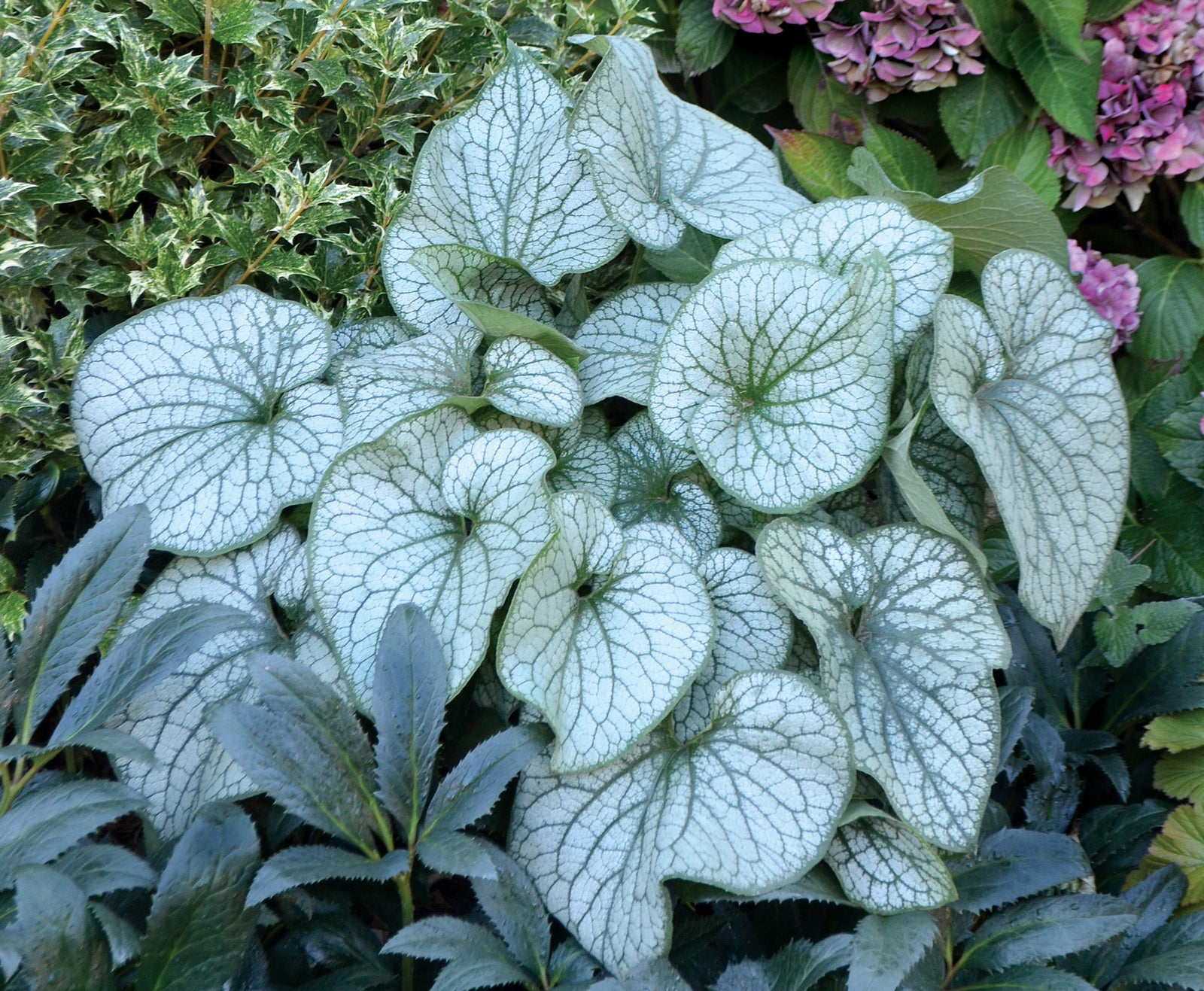 Brunnera macrophylla Alexander's Great PP25789, COPF Alexander's Great Siberian Bugloss