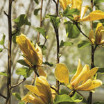 Magnolia x Judy Zuk Judy Zuk Magnolia