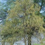 Betula lenta Sweet Birch