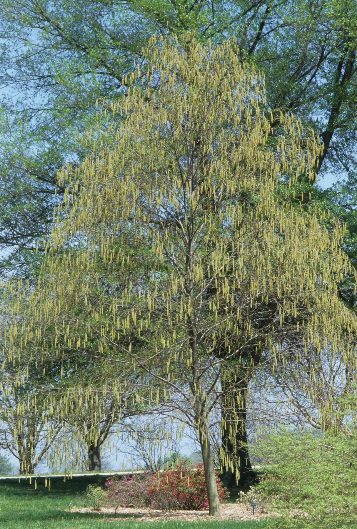 Betula lenta Sweet Birch