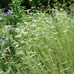 Bouteloua gracilis Blonde Ambition PP22048 Blue Grama