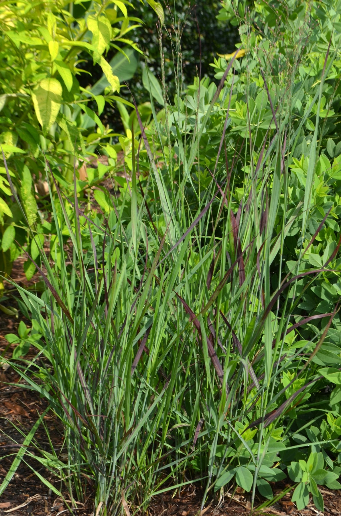 Panicum virgatum Ruby Ribbons RR1 PP17944 Ruby Ribbons Switch Grass