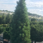Pinus strobus Stowe Pillar Stowe Pillar Eastern White Pine