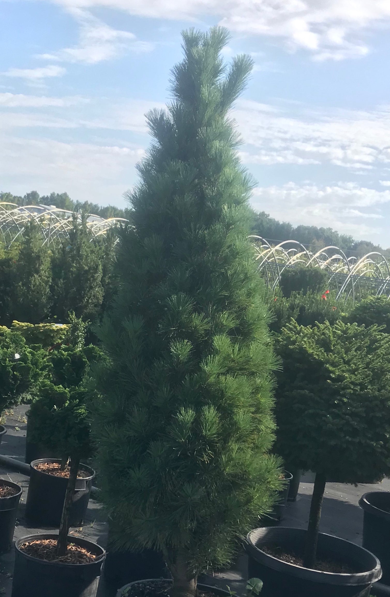 Pinus strobus Stowe Pillar Stowe Pillar Eastern White Pine