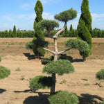 Pinus sylvestris Poodle Pine Poodle Scot's Pine