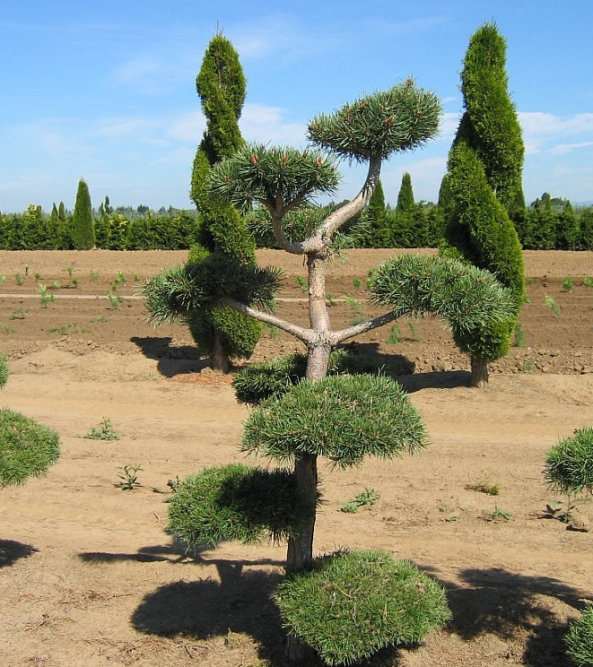 Pinus sylvestris Poodle Pine Poodle Scot's Pine