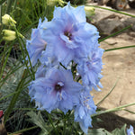 Delphinium elatum Blue Lace Larkspur