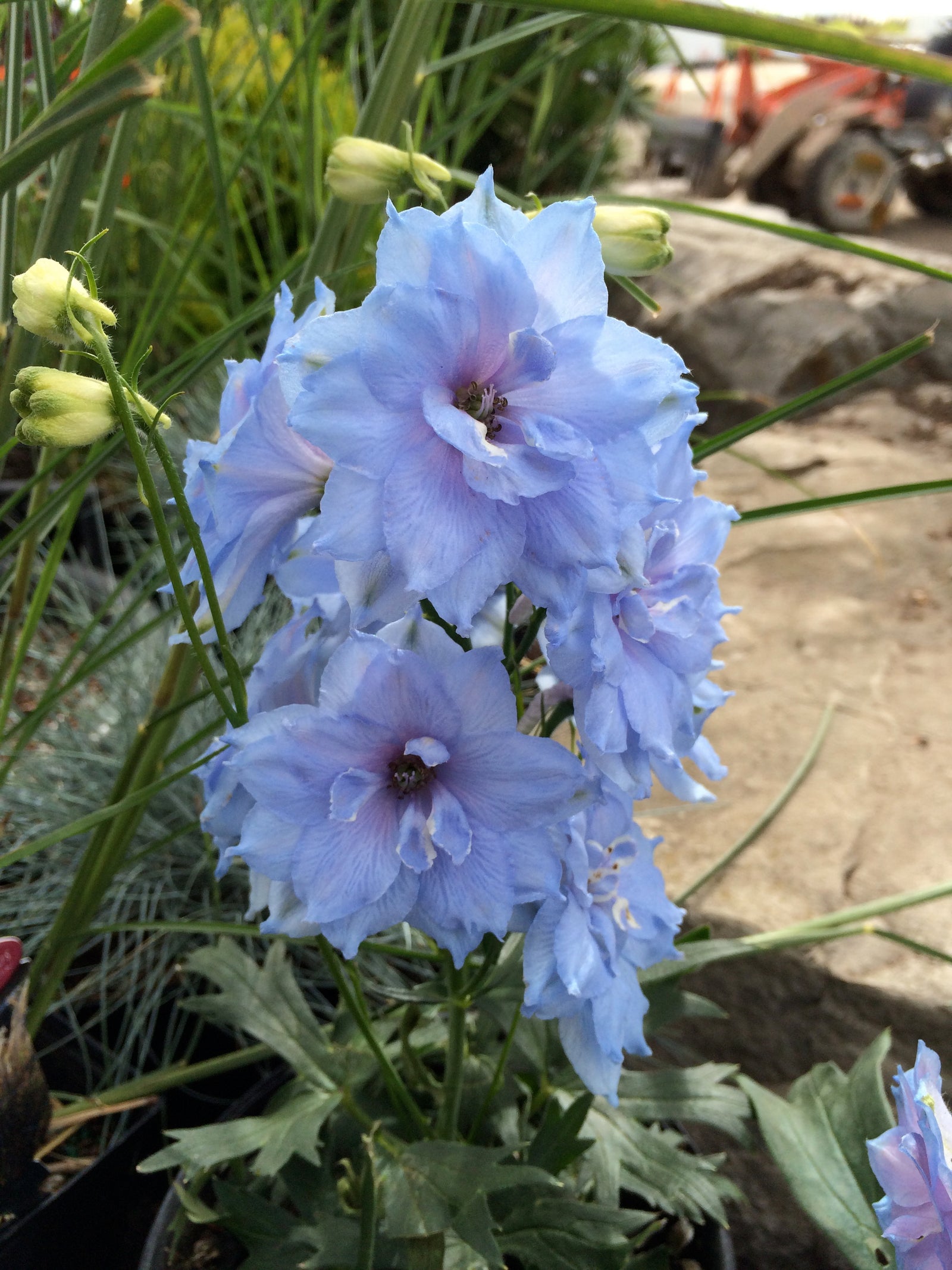 Delphinium elatum Blue Lace Larkspur