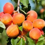 Apricot Harcot Harcot Apricot