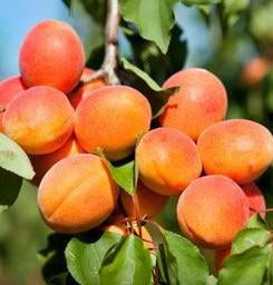 Apricot Harcot Harcot Apricot