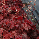 Heuchera x Cajun Fire PP24150, COPF Coral Bells