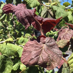 Corylus avellana Red Dragon PP20694 Corkscrew Hazel