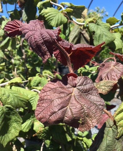 Corylus avellana Red Dragon PP20694 Corkscrew Hazel
