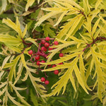 Sambucus racemosa Lemony Lace SMNSRD4 PPAF, CPBRAF Lemony Lace Elderberry