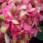 Hydrangea macrophylla Tilt A Swirl QUFU PP26426, CP5408 Tilt A Swirl Hydrangea