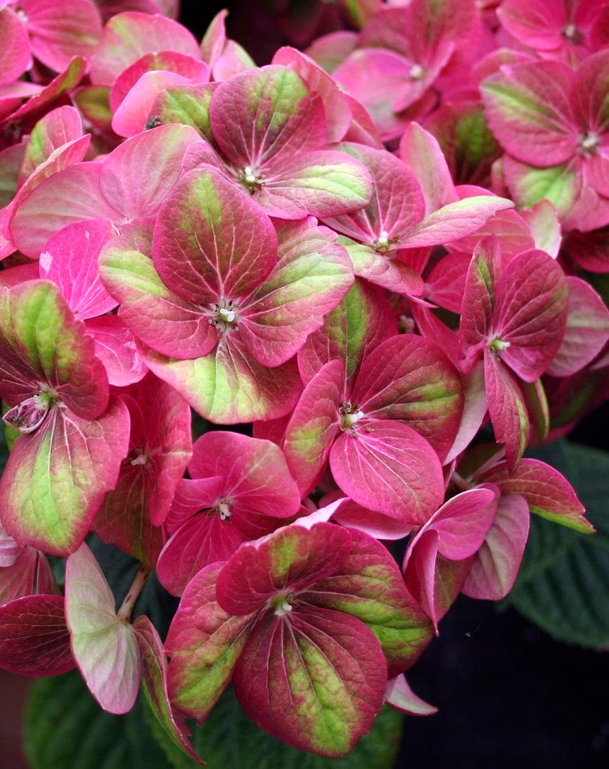 Hydrangea macrophylla Tilt A Swirl QUFU PP26426, CP5408 Tilt A Swirl Hydrangea