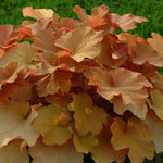 Heuchera villosa Caramel PP16560 Coral Bells