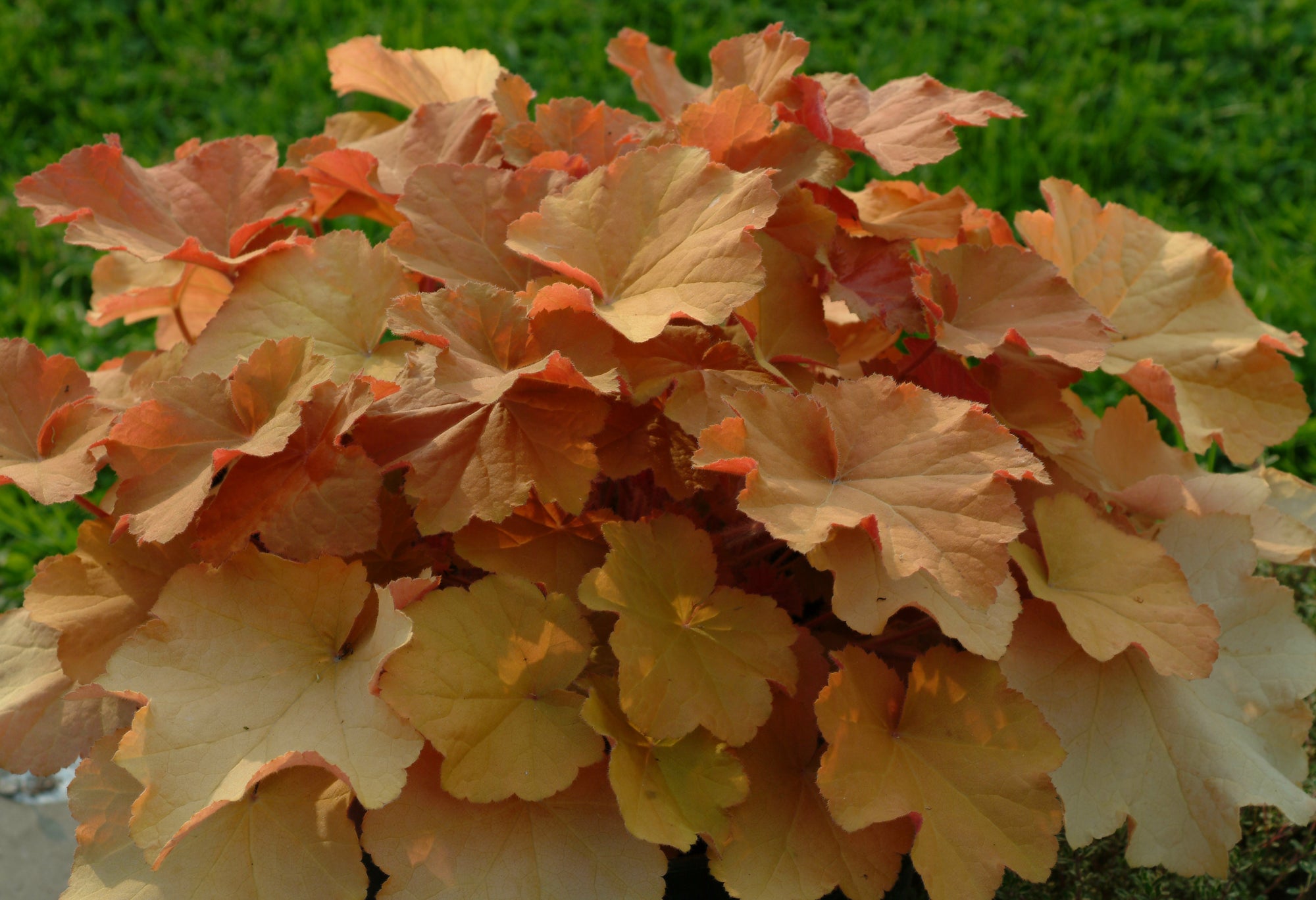 Heuchera villosa Caramel PP16560 Coral Bells