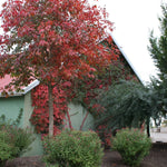 Aesculus x arnoldiana Autumn Splendor Autumn Splendor Horsechestnut