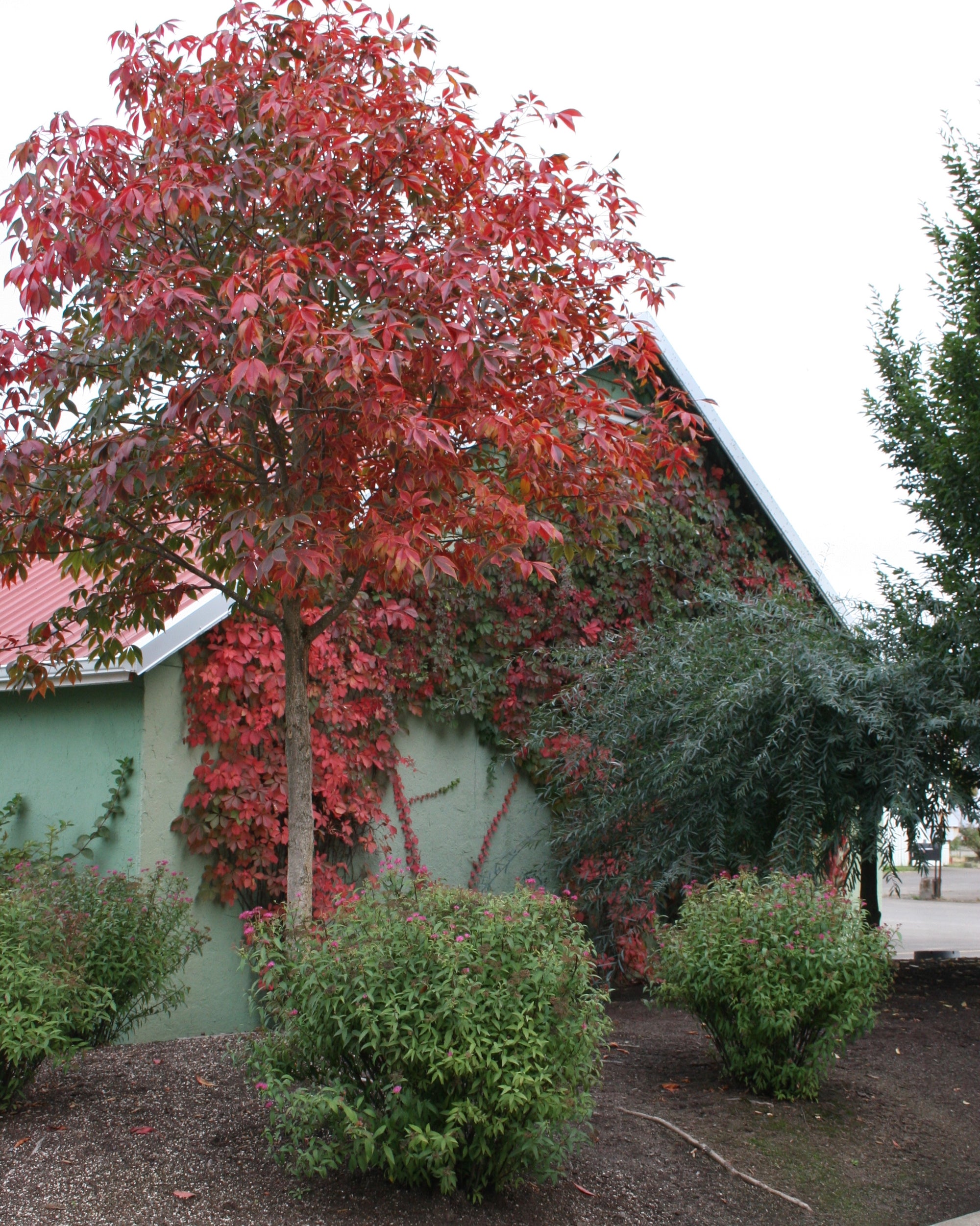 Aesculus x arnoldiana Autumn Splendor Autumn Splendor Horsechestnut