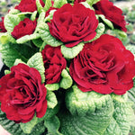 Primula vulgaris Belarina Valentine Kerbelred PP24691 Valentine Primrose