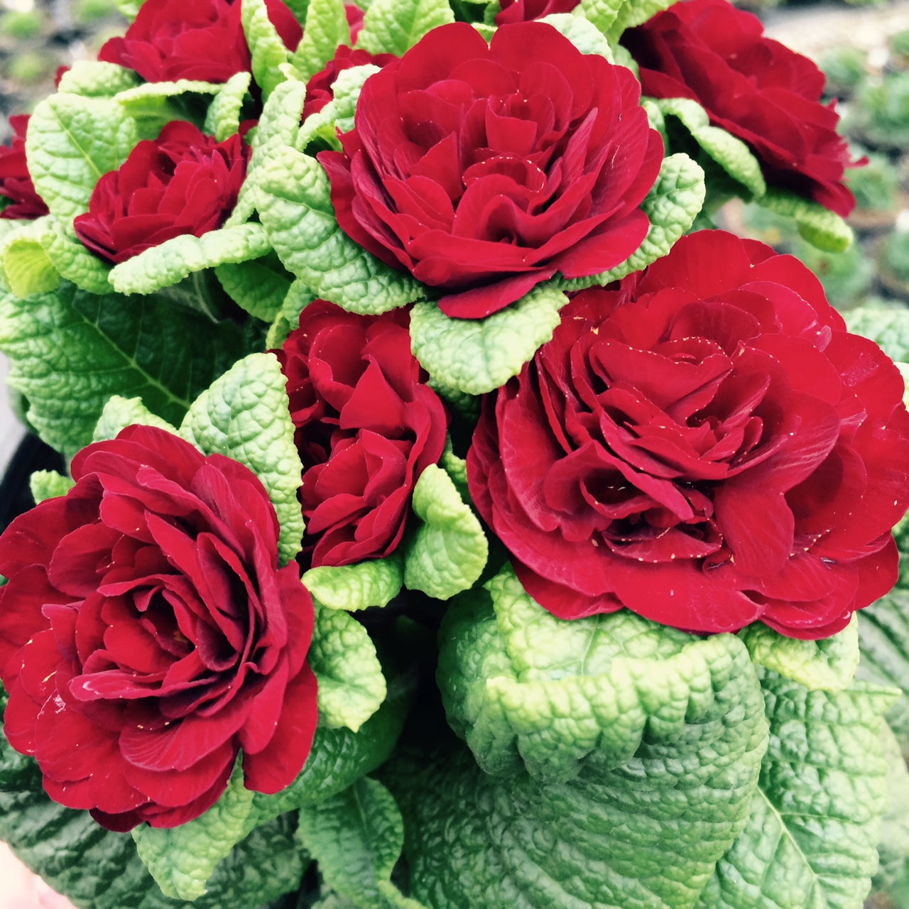 Primula vulgaris Belarina Valentine Kerbelred PP24691 Valentine Primrose