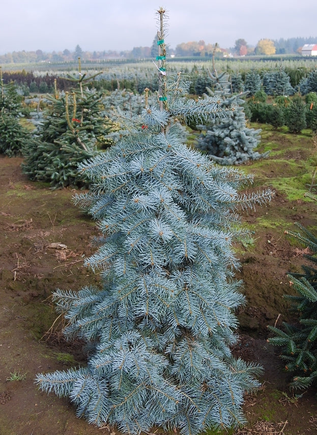 Abies concolor Blue Cloak Blue Cloak White Fir