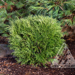 Chamaecyparis pisifera Angel Hair Threadbranch Falsecypress
