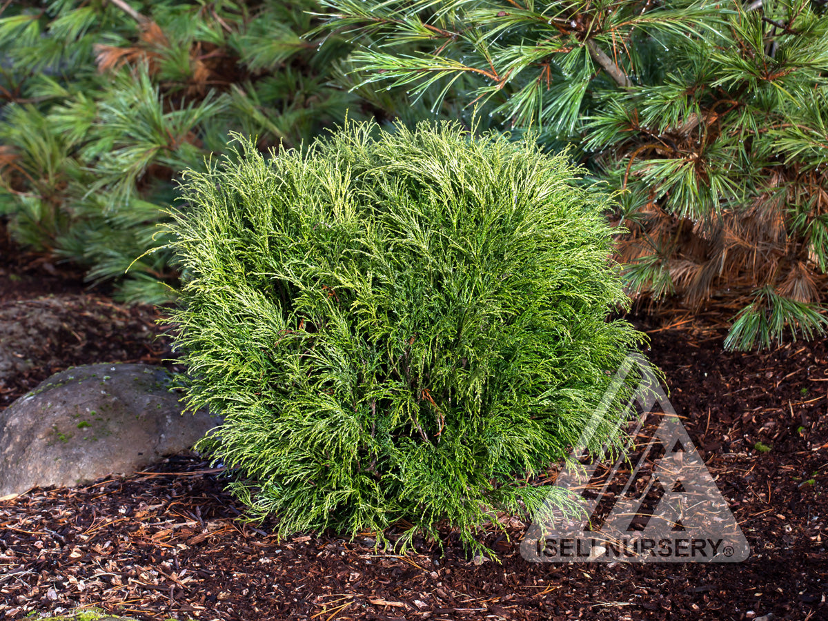Chamaecyparis pisifera Angel Hair Threadbranch Falsecypress
