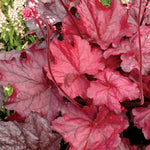 Heuchera x Fire Chief PP21880, COPF Coral Bells