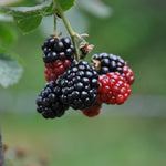 Blackberry Triple Crown Triple Crown Thornless Blackberry