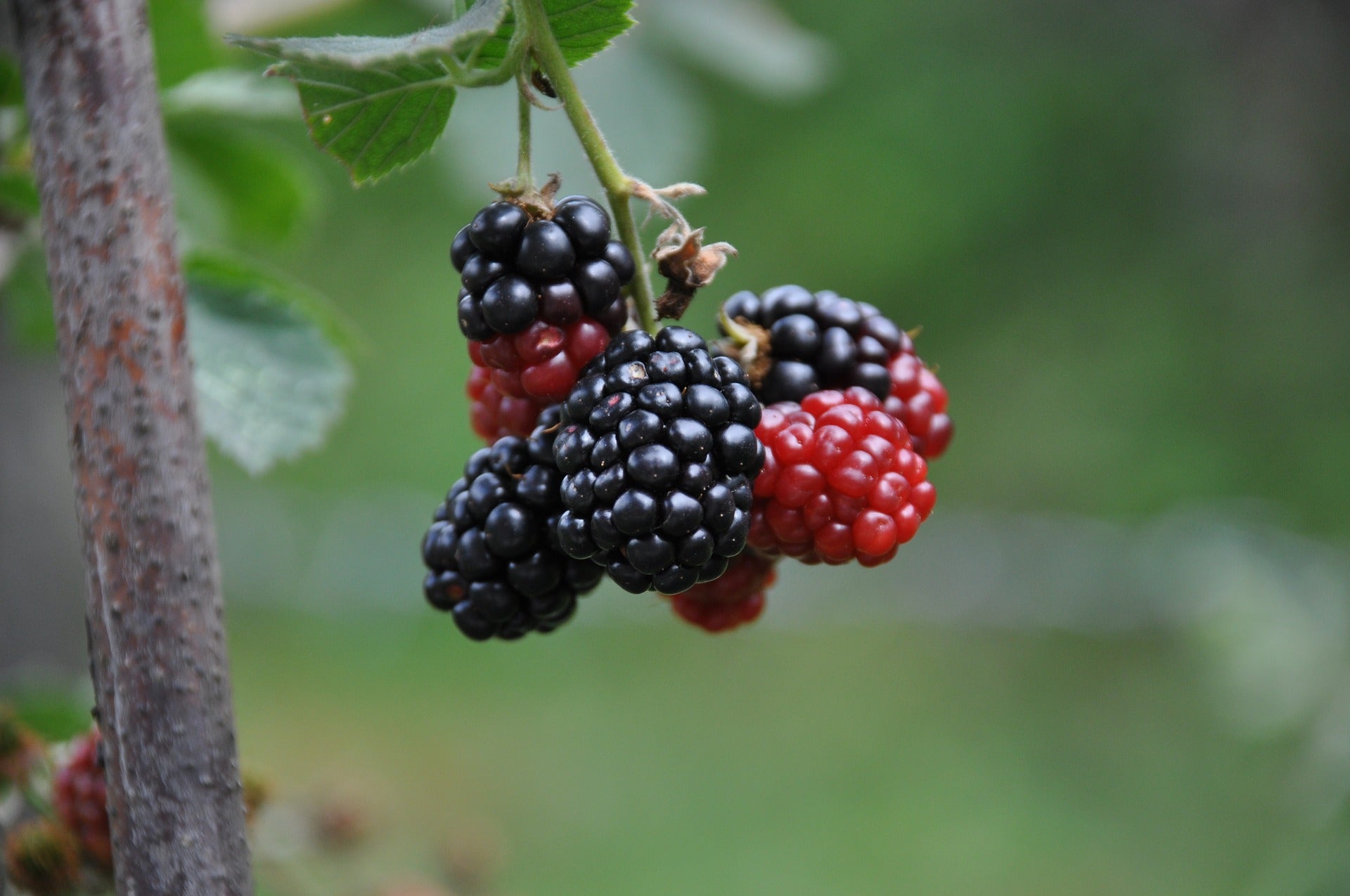Blackberry Triple Crown Triple Crown Thornless Blackberry