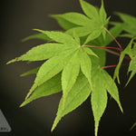 Acer palmatum Osakazuki Osakazuki Japanese Maple