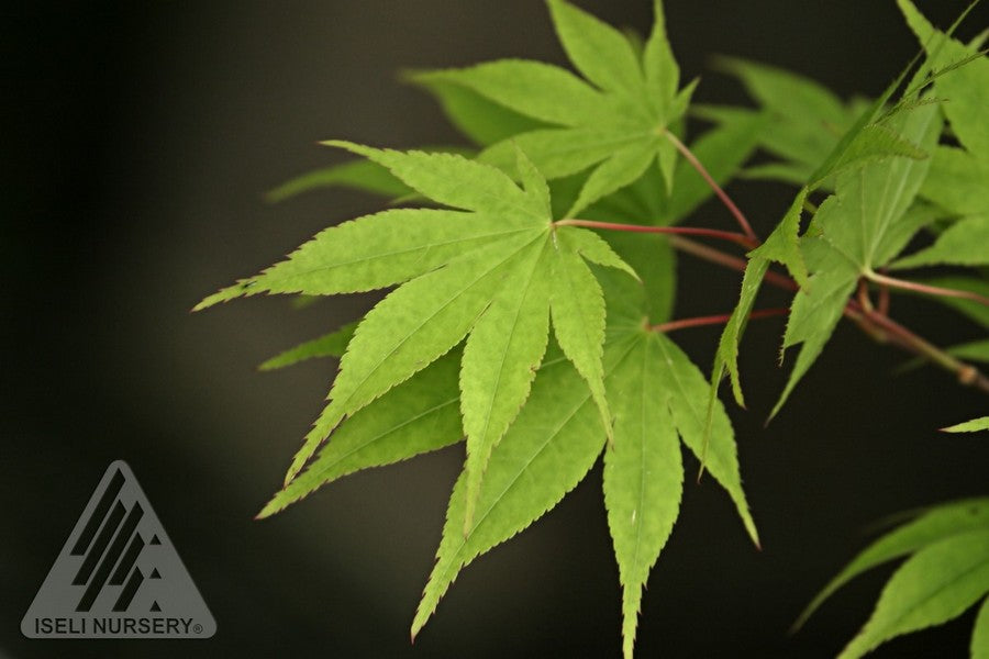Acer palmatum Osakazuki Osakazuki Japanese Maple