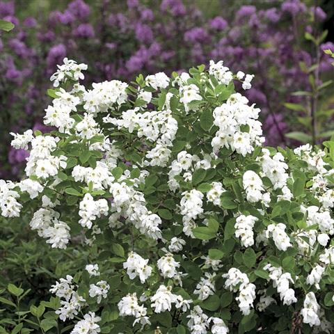 Exochorda x racemosa Snow Mountain PP25473 Snow Mountain Pearlbush