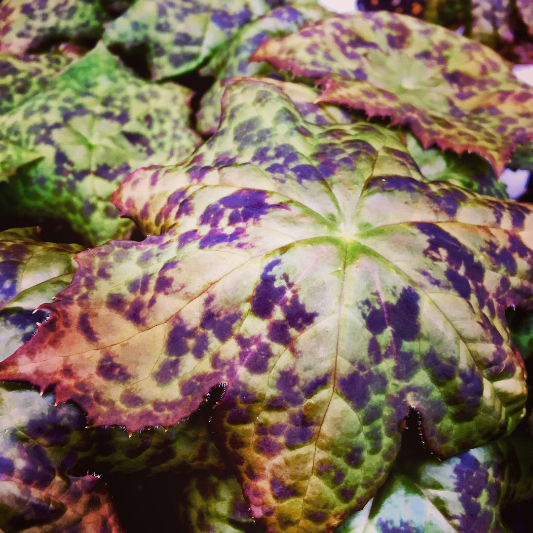 Podophyllum x Spotty Dotty PP17361, COPF Asian Mayapple