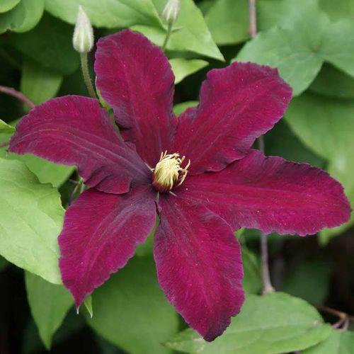 Clematis Niobe Niobe Clematis