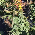 Acer palmatum Mikawa Yatsubusa Mikawa Yatsubusa Japanese Maple