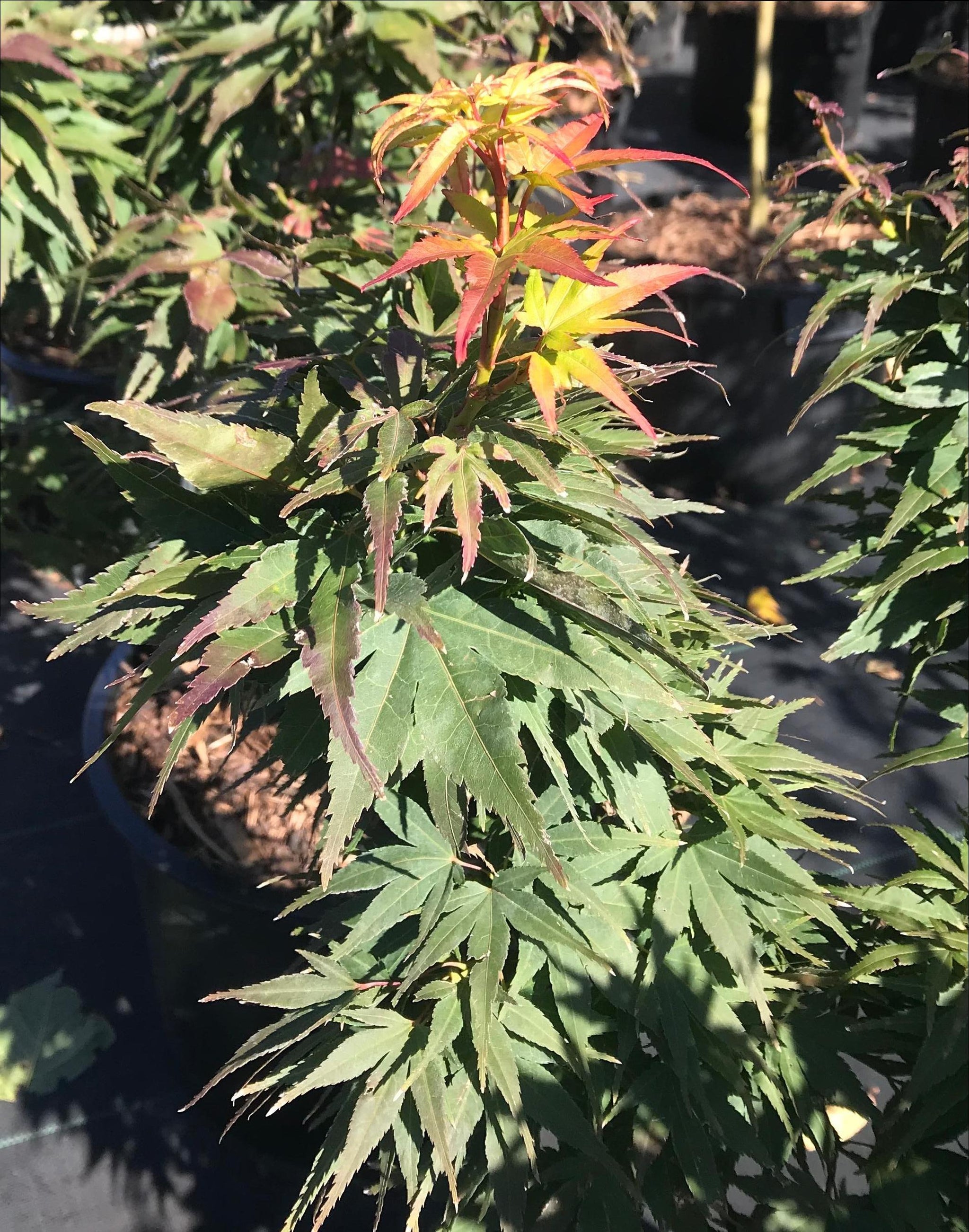 Acer palmatum Mikawa Yatsubusa Mikawa Yatsubusa Japanese Maple