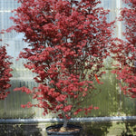 Acer palmatum Skeeter's Broom Skeeter's Broom Japanese Maple