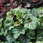 Heuchera x Green Spice COPF Coral Bells
