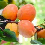 Apricot Tilton Tilton Apricot