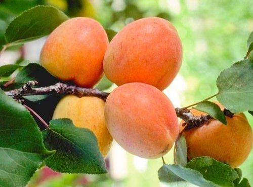 Apricot Tilton Tilton Apricot