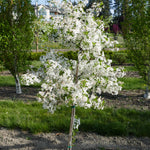 Cherry Carmine Jewel Carmine Jewel Cherry